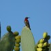 Western Scarlet-chested Sunbird - Photo (c) Alex Dreyer, some rights reserved (CC BY-NC), uploaded by Alex Dreyer