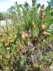 Leucadendron levisanus