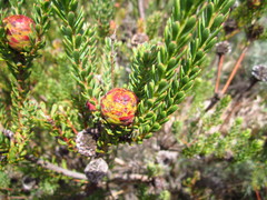 Leucadendron levisanus