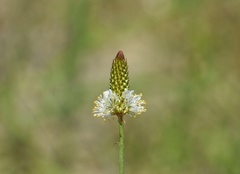 Dalea phleoides phleoides