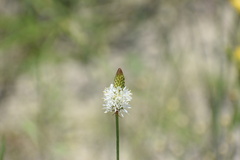 Dalea phleoides phleoides