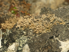 Sphaerophorus fragilis