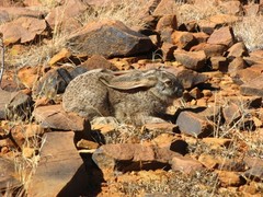 Lepus saxatilis subrufus