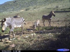 Equus zebra hartmannae