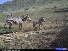 Equus zebra hartmannae