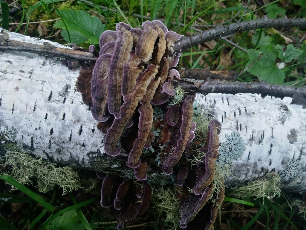Trichaptum biforme · August 2021 · photo: © egor_dyukarev (iNaturalist, cc-by)