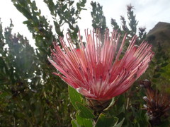 Protea aurea aurea