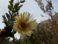 Protea aurea aurea