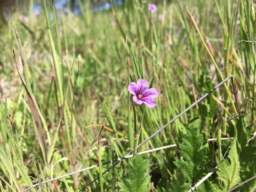 iNaturalist observation photo of Mediterranean Stork's-bill