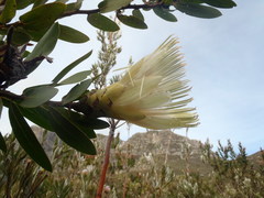 Protea aurea aurea