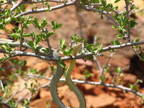 Photo of a Western Sand Snake (Psammophis trigrammus)