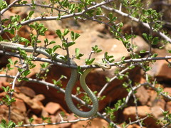 Psammophis trigrammus
