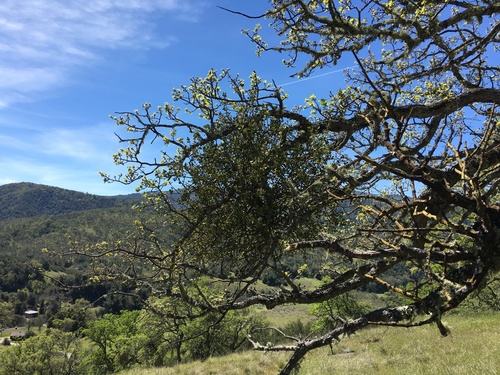 iNaturalist observation photo of leafy mistletoes