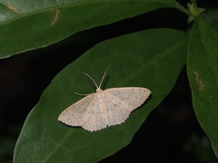Perixera flavispila
