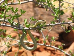 Psammophis trigrammus