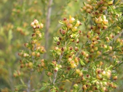 Erica axillaris