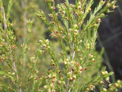 Erica axillaris