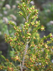 Erica axillaris