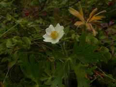 Anemonastrum sibiricum