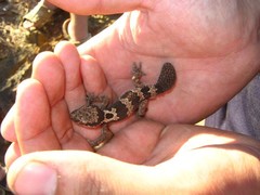 Pachydactylus rugosus