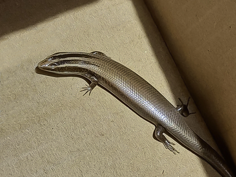 Anegada Skink