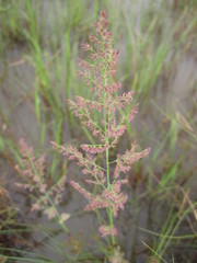 Eragrostis gummiflua