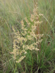 Eragrostis gummiflua