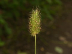 Phleum alpinum