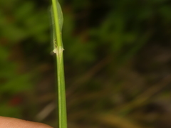 Phleum alpinum