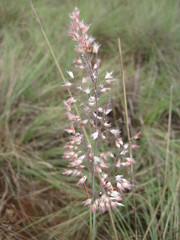 Melinis repens repens