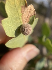 Cynips multipunctata