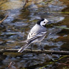 Motacilla alba