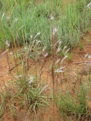 Andropogon eucomus