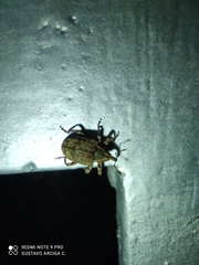 Conotrachelus seniculus