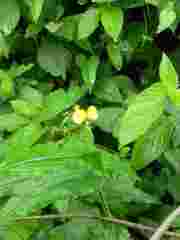 Aneilema aequinoctiale