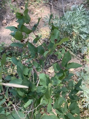 Lonicera