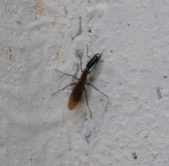 Camponotus mirabilis