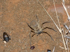 Palystella