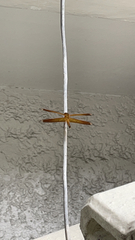 Neurothemis terminata