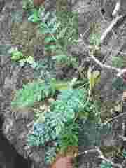 Asplenium rutifolium