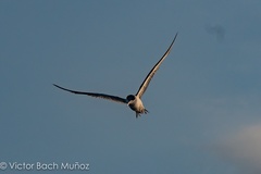 Gelochelidon nilotica