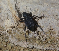 Somaticus aeneus