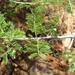 Senegalia senegal rostrata - Photo (c) Alex Dreyer, algunos derechos reservados (CC BY-NC), subido por Alex Dreyer