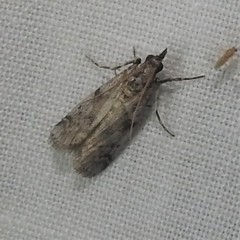 Laetilia dilatifasciella