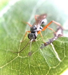 Auplopus mellipes