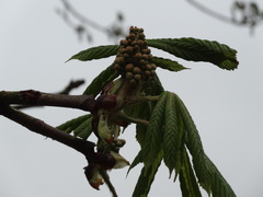 Aesculus hippocastanum