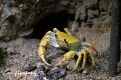 Terrapotamon phaibuli