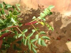 Commiphora saxicola