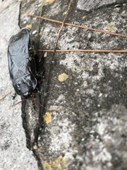 Panesthiinae