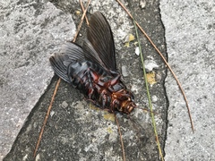 Panesthiinae